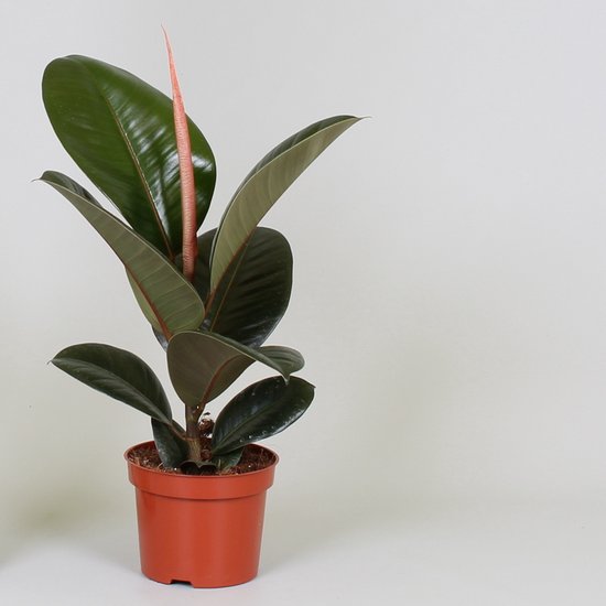 Kamerplant Van Botanicly Rubberboom Hoogte 30 Cm Ficus Elastica 