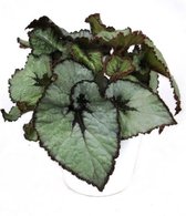 Kamerplant van Botanicly – Stippenbegonia – Hoogte: 20 cm – Begonia Rex hybrid Masoniana