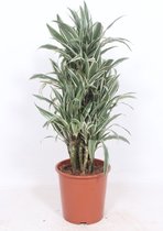 Kamerplant van Botanicly – Drakenboom – Hoogte: 100 cm – Dracaena derem. White Stripe