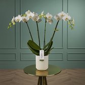 Theatro Jazz orchidee wit in Molise witte pot | Ø 12 cm | ↕ 60-68 cm