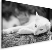 Schilderij - Rustende Witte Kat, Premium Kwaliteit, Zwart/wit