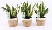 Bomen van Botanicly – 3 × Vrouwentongen – Hoogte: 30 cm – Sansevieria