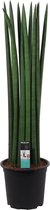 Sansevieria Cylindrica Straight - Hoogte: ↑ 70 cm -