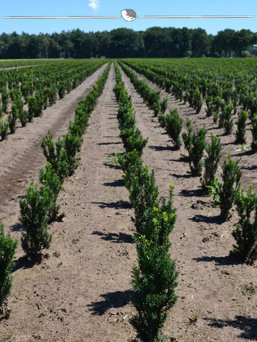 Levensboom Thuja plicata Martin 60-80 cm, 15x Haagplant