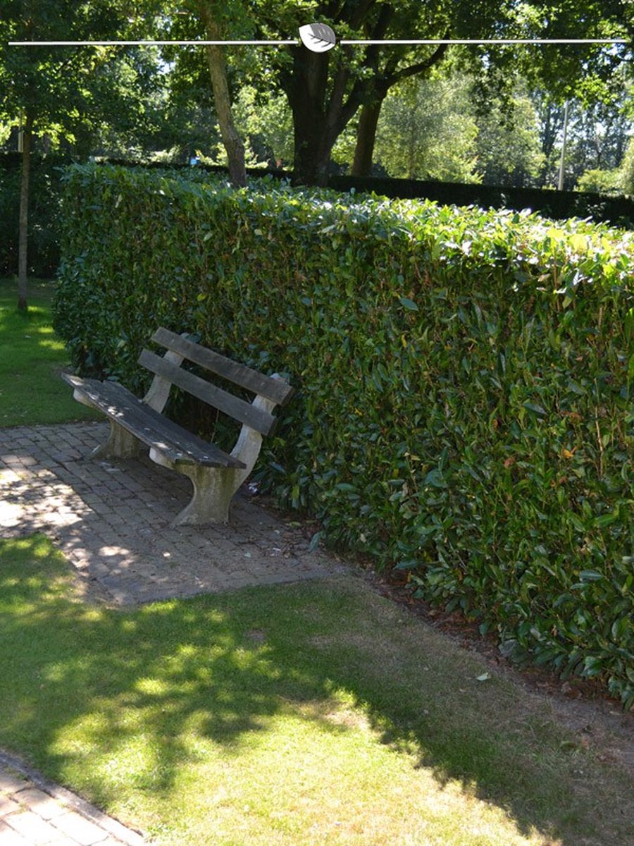 Venijnboom Taxus media Hicksii 80-100 cm, 15x Haagplant