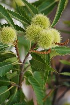 Jonge Tamme Kastanje boom | Castanea sativa 'Marron de Lyon' | 30-40cm hoogte