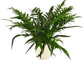Hellogreen Kamerplant - Aglaomorpha Jim - 55 cm - ELHO Brussels Rond Sierpot Soap