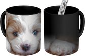 Magische Mok - Foto op Warmte Mok - Close-up van een Cavachon puppy - 350 ML