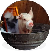 WallCircle - Cercle Mural - Cercle Mural - Cochon Lavé - Aluminium - Dibond - 120x120 cm - Intérieur et Extérieur XXL