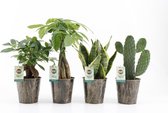 Kamerplanten van Botanicly – 4 × Planten Mix – Hoogte: 30 cm – Mix