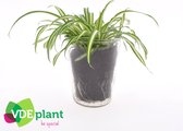 Kamerplant van Botanicly – Graslelie – Hoogte: 25 cm – Chlorophytum atlantic
