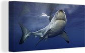 Canvas Schilderij Grote witte haai - 80x40 cm - Wanddecoratie