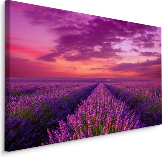 Schilderij - Bloeiende lavendelveld, premium print