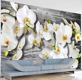 Fotobehang - Callous orchids III.