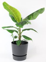 Musa 'Dwarf Cavendish' - Bananenplant - Incl. ELHO zwarte sierpot - Kamerplant luchtzuiverend  - ↑ 80-90cm - Ø 21cm