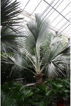 Bismarckia nobilis - Blauwe palm 390-400cm