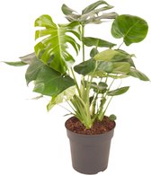 Monstera Deliciosa Struik - Gatenplant ↕70cm