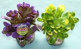 Pebble Plant 14 cm.