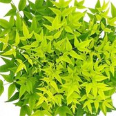 4 x Nandina Domestica Lemon Lime - Hemelse bamboe in C2 pot met hoogte 10-20cm