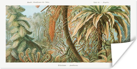 Poster Vintage - Oude meesters - Varens - Planten - Natuur - 40x20 cm