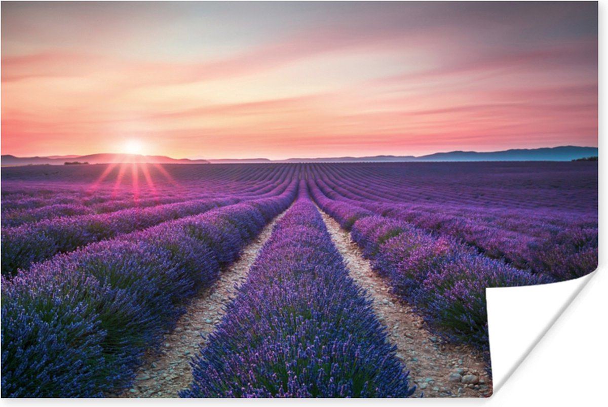 Poster Lavendel - Paars - Bloemen - 60x40 cm