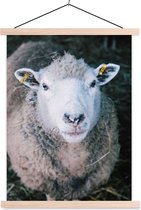 Porte-affiche avec affiche - Affiche scolaire - Moutons - Animaux - Bovins - 120x160 cm - lattes vierges