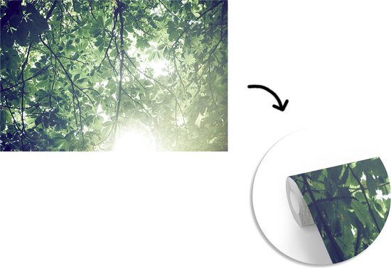 Papier peint Papier peint photo en vinyle - Branches au soleil largeur 360 cm x hauteur 240 cm - Tirage photo sur papier peint (disponible en 7 tailles)