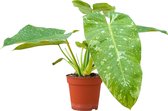 PLNTS - Philodendron Jose Buono - Kamerplant - Kweekpot 15 cm - Hoogte 20 cm