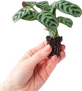 PLNTS - Baby Ctenanthe Burle Marxii - Kamerplant - Stekplantje 2 cm- Hoogte 15 cm