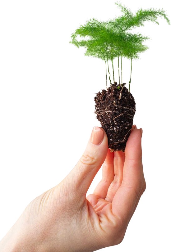 Asparagus – Varen Stekplantje – Hoogte 15 cm