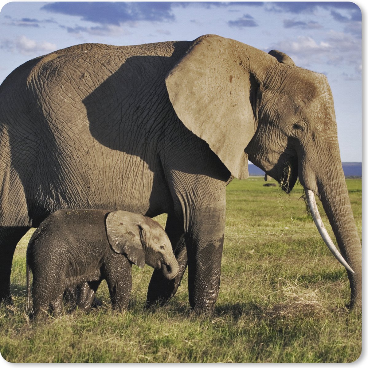 Muismat XXL 80x80 cm - Bureau onderlegger - Bureau mat Olifant - Dieren - Grasvlakte - Groen - Grijs - Bureaumat - Gaming mousepad xl - Bureaulegger groot - Computer deskmat