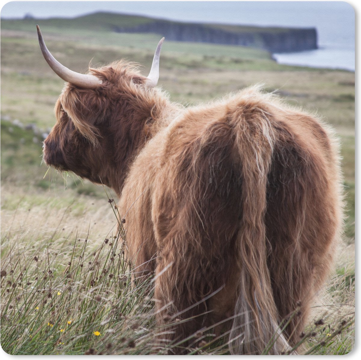 Muismat XXL 50x50 cm - Bureau onderlegger - Bureau mat Schotse Hooglander - Natuur - Zee - Bureaumat - Gaming mousepad xl - Bureaulegger groot - Computer deskmat