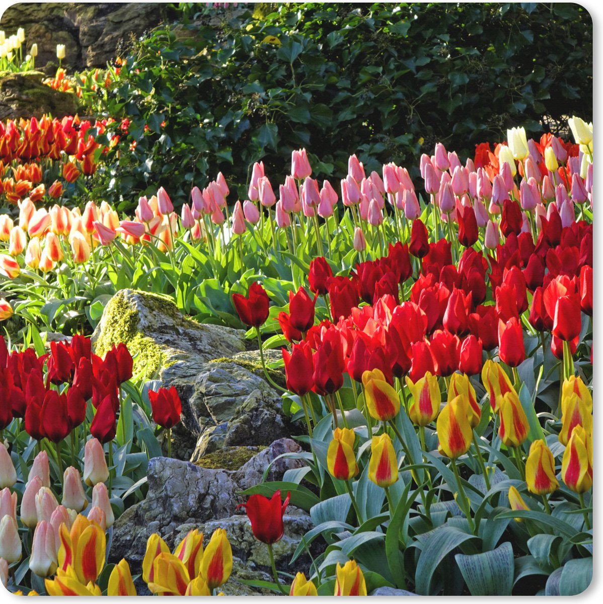 Muismat XXL 50x50 cm - Bureau onderlegger - Bureau mat Gekleurde tulpen in de Keukenhof in Nederland - Bureaumat - Gaming mousepad xl - Bureaulegger groot - Computer deskmat