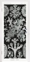 Deursticker Kunst - Koraal - Ernst Haeckel - Oude meesters - Natuur - 90x205 cm - Deurposter
