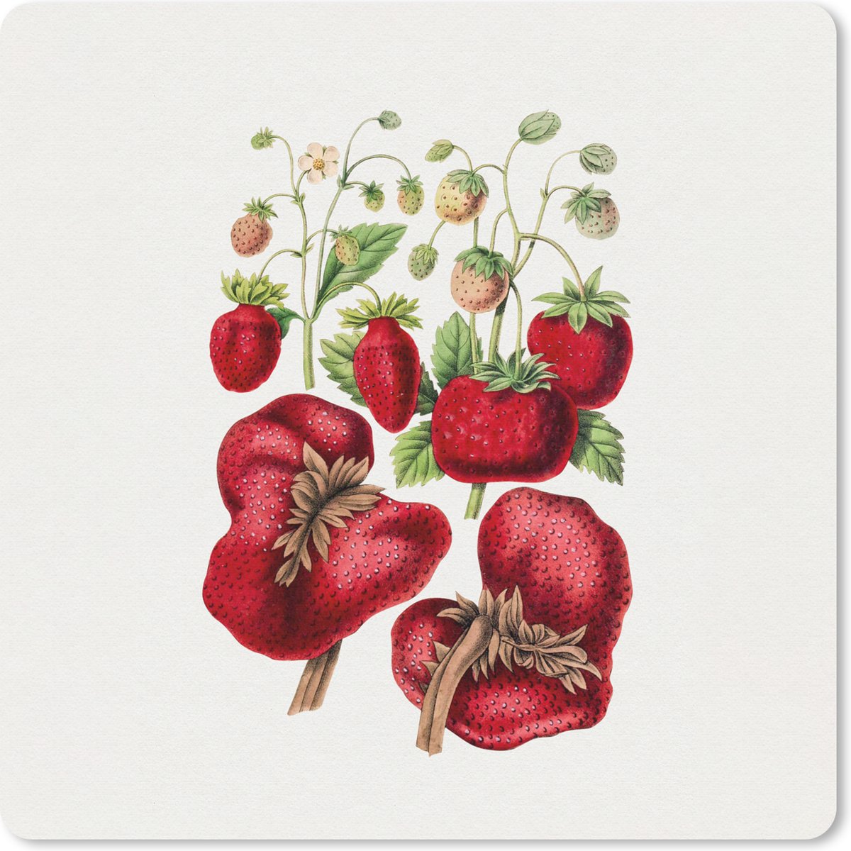 Muismat 30x30 cm - Mousepad Aardbeien - Fruit - Eten - Muismatten