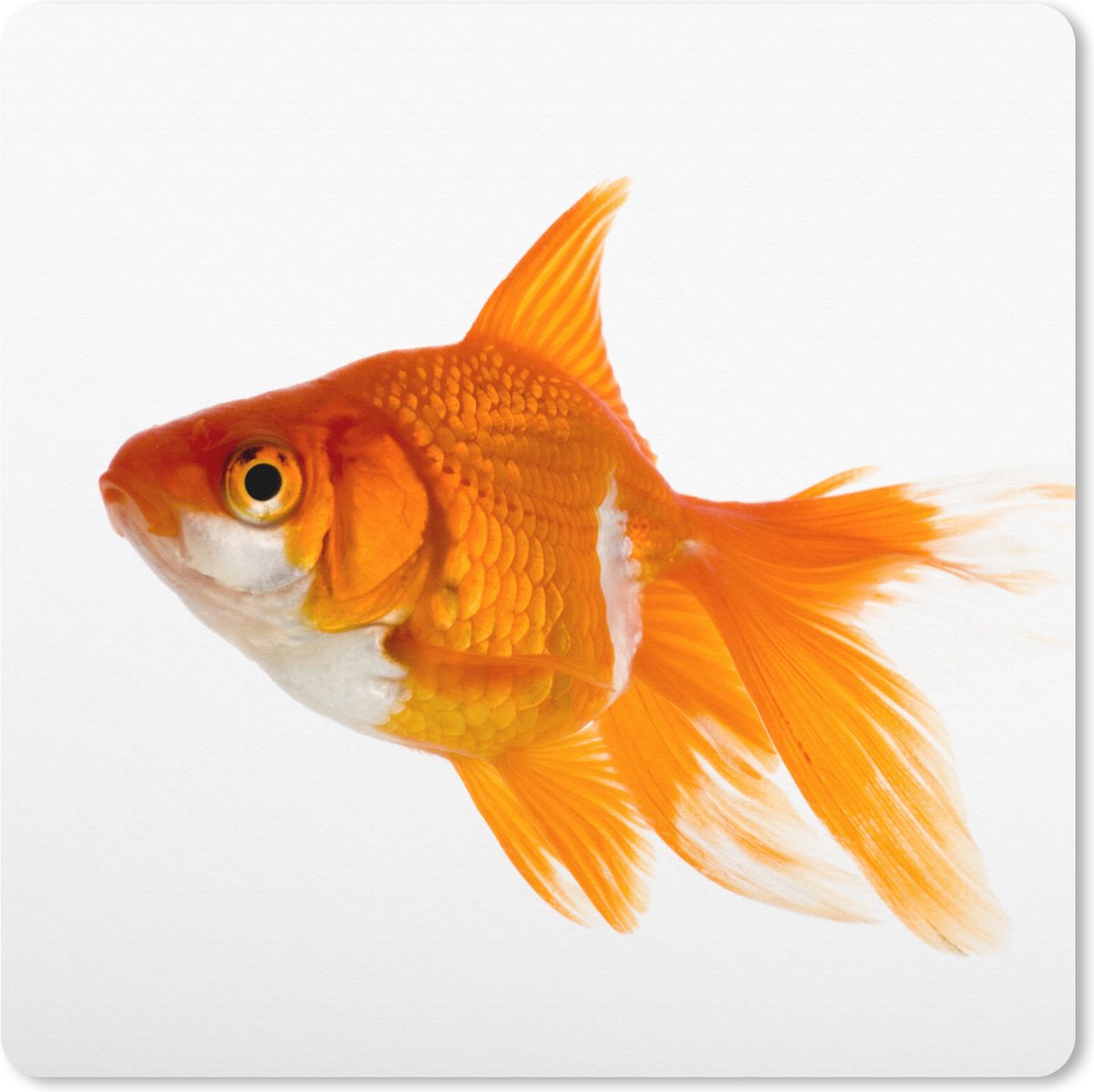 Muismat XXL 40x40 cm - Bureau onderlegger - Bureau mat Goudvis - Vis - Wit - Bureaumat - Gaming mousepad xl - Bureaulegger groot - Computer deskmat