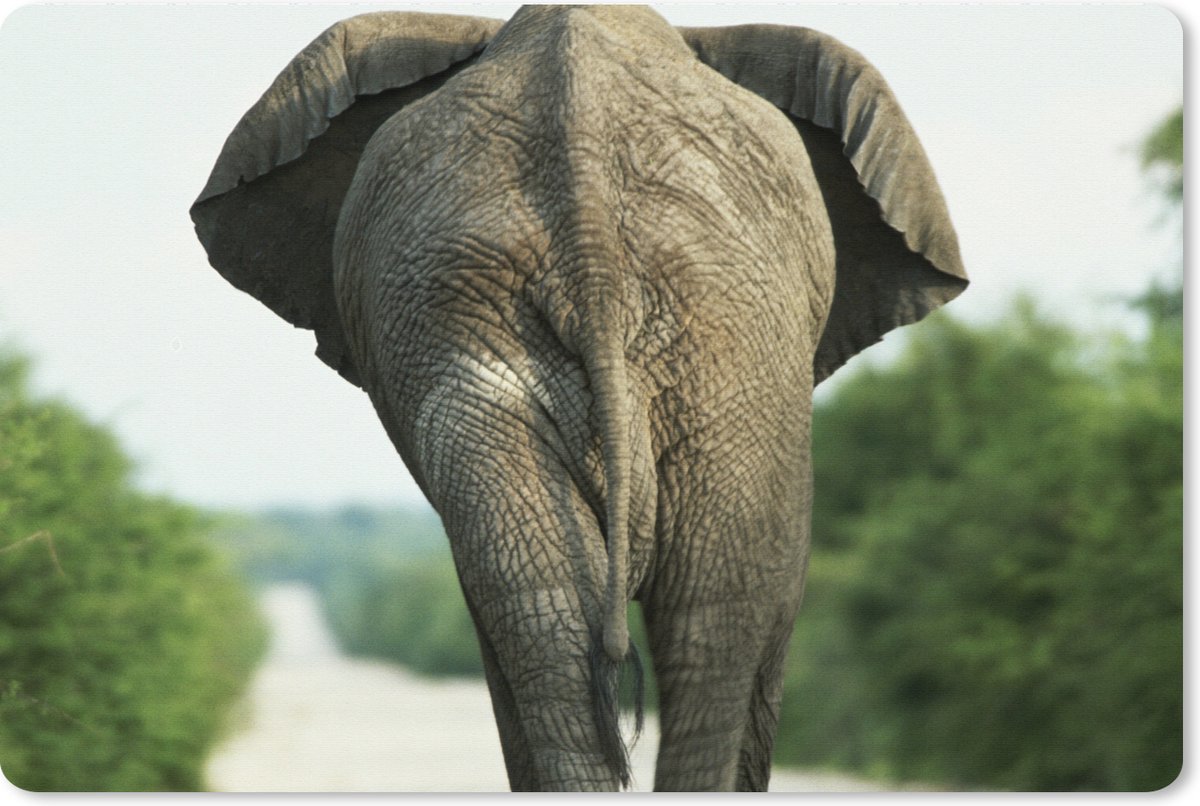 Muismat XXL 120x80 cm - Bureau onderlegger - Bureau mat Olifant - Pad - Dieren - Natuur - Bureaumat - Gaming mousepad xl - Bureaulegger groot - Computer deskmat