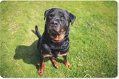 Muismat XXL - Bureau onderlegger - Bureau mat - Rottweiler kijkt naar zijn baasje - 90x60 cm - XXL muismat