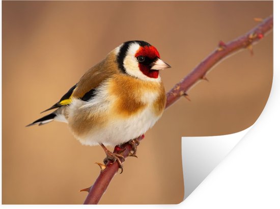 Muurstickers - Sticker Folie - Putter - Vogel - Dieren - 80x60 cm - Plakfolie - Muurstickers Kinderkamer - Zelfklevend Behang - Zelfklevend behangpapier - Stickerfolie