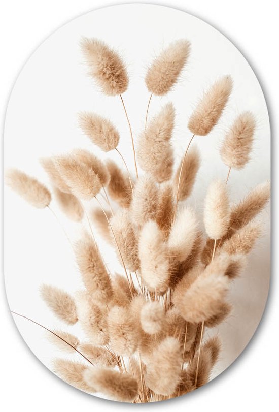 Muurovaal Siergras - WallCatcher | Acrylglas 70x105 cm | Ovalen schilderij | Wandovaal Bunny Tail Grass