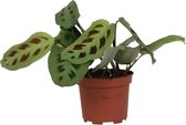 Maranta leuconeura ‘Kerchoveana’ ↨ 20cm - hoge kwaliteit planten