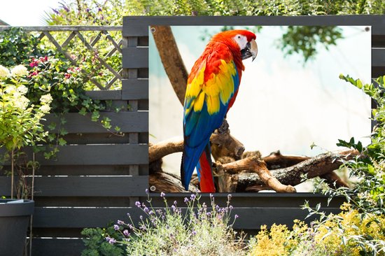 Poster de Jardin Perroquet - Vogel - Arc-en-ciel - Tropical - 200x200 cm - Toile de jardin