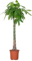 Pachira Aquatica - Geldboom - Kamerplant - Onderhoudsvriendelijk - ⌀27 cm - 130-140 cm