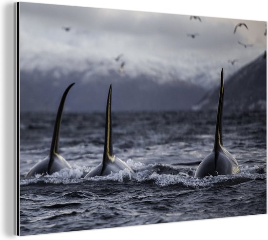 Wanddecoratie Metaal - Aluminium Schilderij - Drie orkas