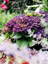 4x Hortensia 'Hydrangea deep purple dance®'  - BULBi® bloembollen en planten met bloeigarantie