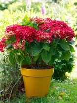 4x Hortensia 'Hydrangea red reggea®'  - BULBi® bloembollen en planten met bloeigarantie