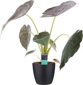 Alocasia Wentii met Elho brussels living black