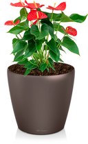 Anthurium rood in watergevende Classico bruin | Flamingoplant