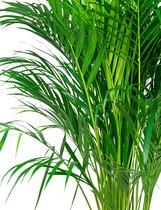 Areca Lutescens in watergevende Delta rood | Goudpalm