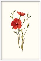 Linum Grandiflorum (Crimson Flax White) - Foto op Akoestisch paneel - 60 x 90 cm